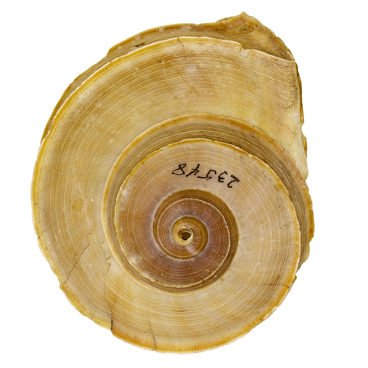 eo_035269_land_snail_tropidoph