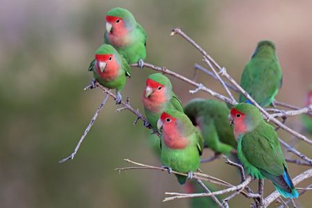 Lovebirds only have two legs, but they use their beaks as a propulsive third limb when climbing.
