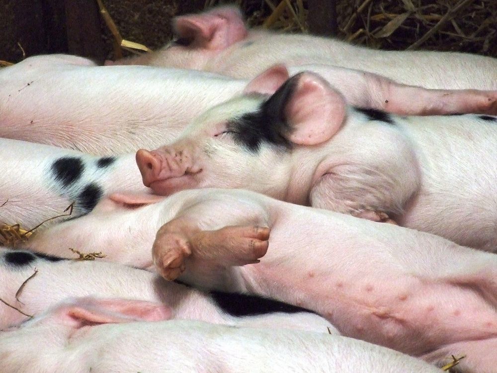 piglets