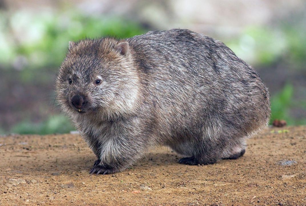 Wombats Poo