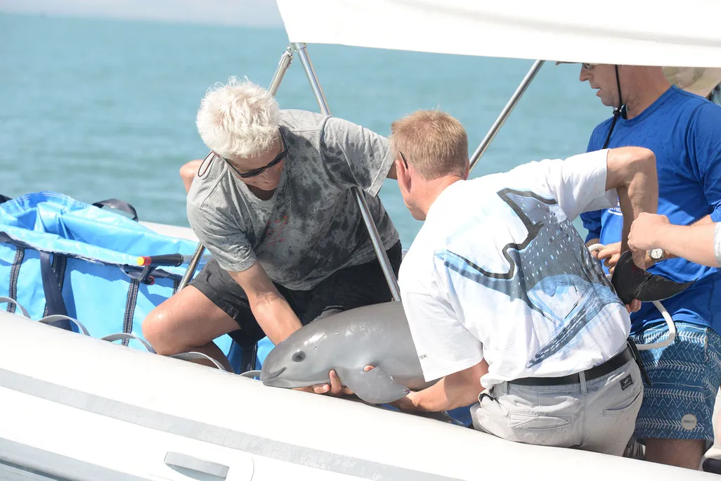 Captured Vaquita