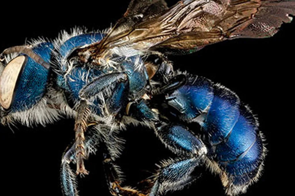 Osmia-chalybea