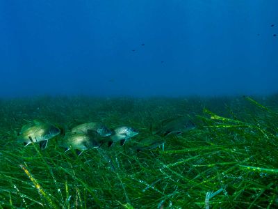 Noise pollution affects the structures within seagrass that help the marine plant detect gravity and store energy.