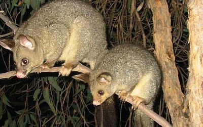Brushtailed possums, shown here in their native Australia, are among the most destructive pests in New Zealand.