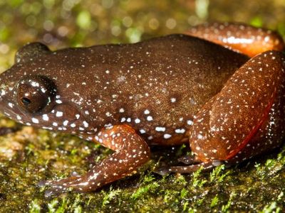 Astrobatrachus kurichiyana, also known as the "starry dwarf frog," has only been found on a single hill range in India's Western Ghats.