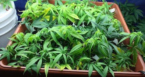 marijuana isn’t a painkiller