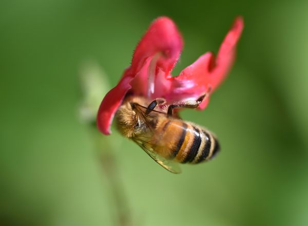Honey bee collecting pollen thumbnail