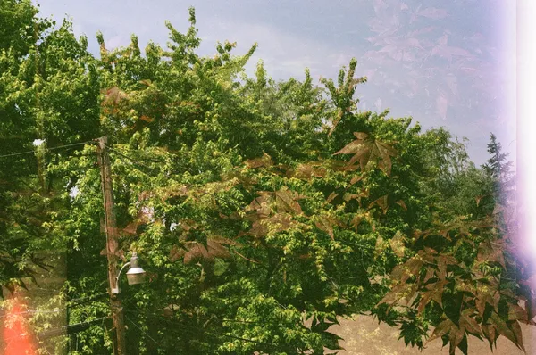 Green and reddish brown leaves double exposure2 thumbnail