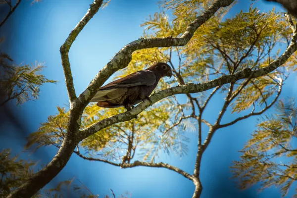 Greater Vasa parrot thumbnail