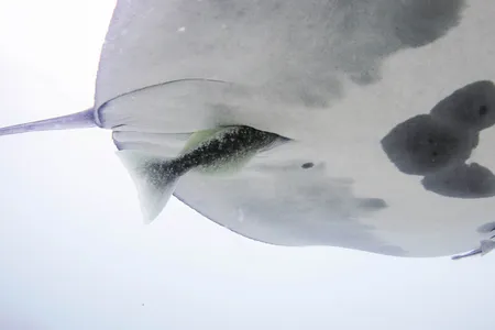 Remoras might dive into manta rays' rear ends when they're scared.