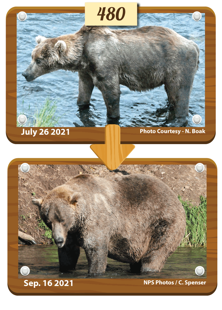 A composite before and after photo of bear 480 Otis