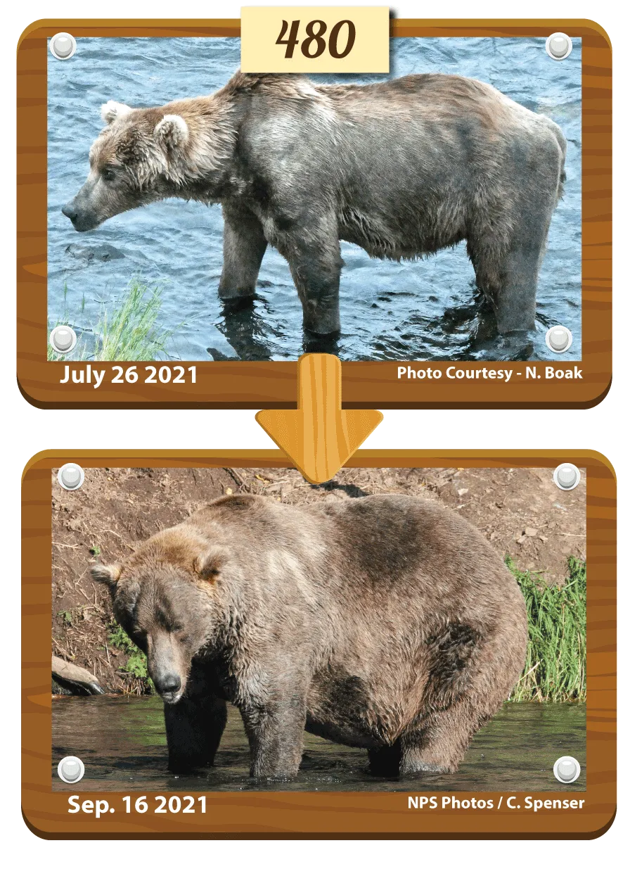 A composite before and after photo of bear 480 Otis