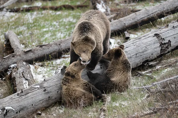 Mother's Love thumbnail