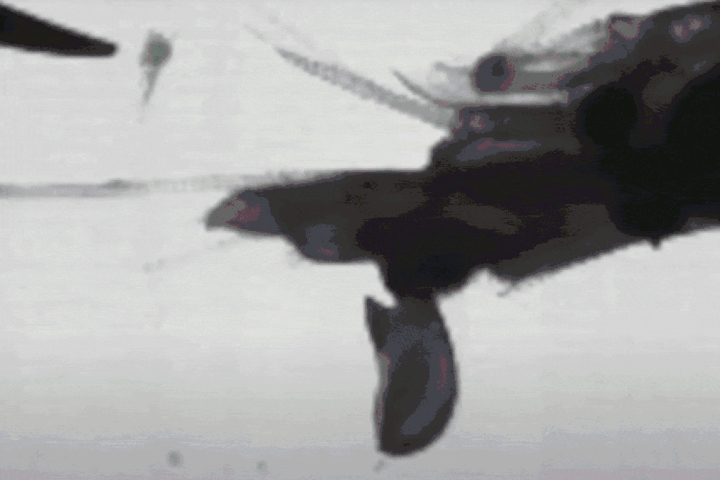 claw snaps shut and creates air bubble