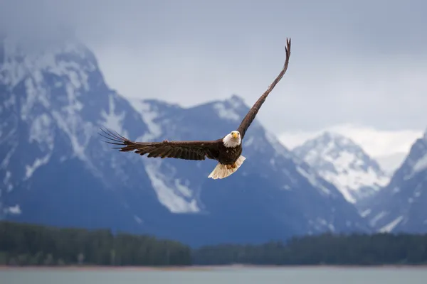 An eagle soaring in Grand Teton National Park thumbnail