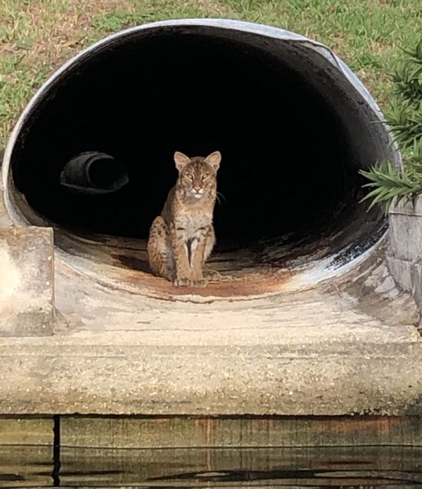 A Bobcat Observes Kayakers on a Canal in Florida thumbnail