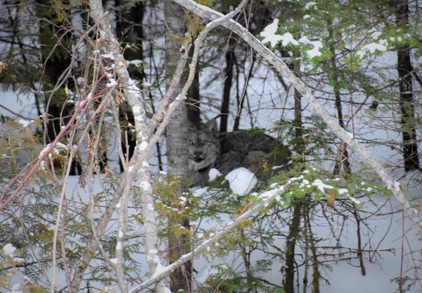 Large Lynx encountered in North Maine Woods thumbnail