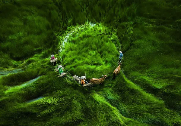 Grass Mirror thumbnail