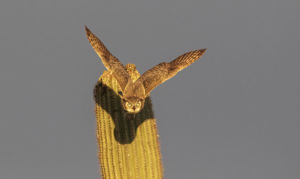 Great Horned Owl In Flight thumbnail