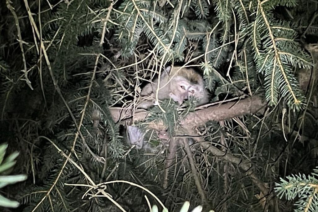 An image of a long-tailed macaque hiding in a tree