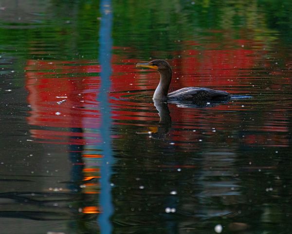Crested Cormorant and Park Lights Reflections thumbnail