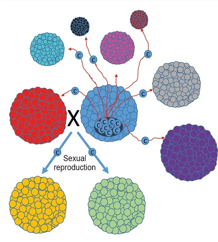 Eukaryotic Reproduction