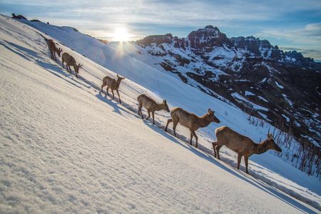 Of the roughly 900,000 Rocky Mountain elk in North America, some 20,000 migrate through the Greater Yellowstone Ecosystem.