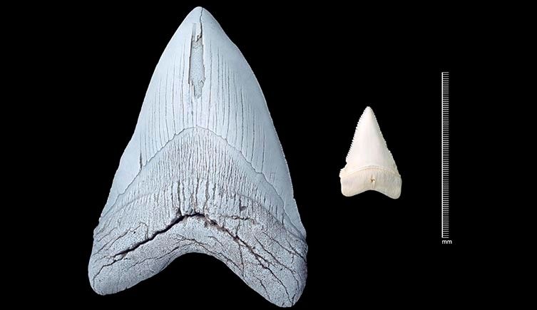 A photo of a Megalodon shark tooth next to a great white shark tooth