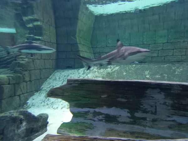 Sharks in Sharjah Aquarium Maritime Museum thumbnail