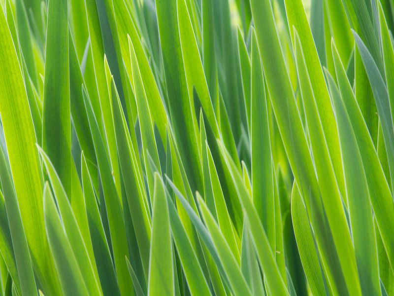 Blades of Grass | Smithsonian Photo Contest | Smithsonian Magazine