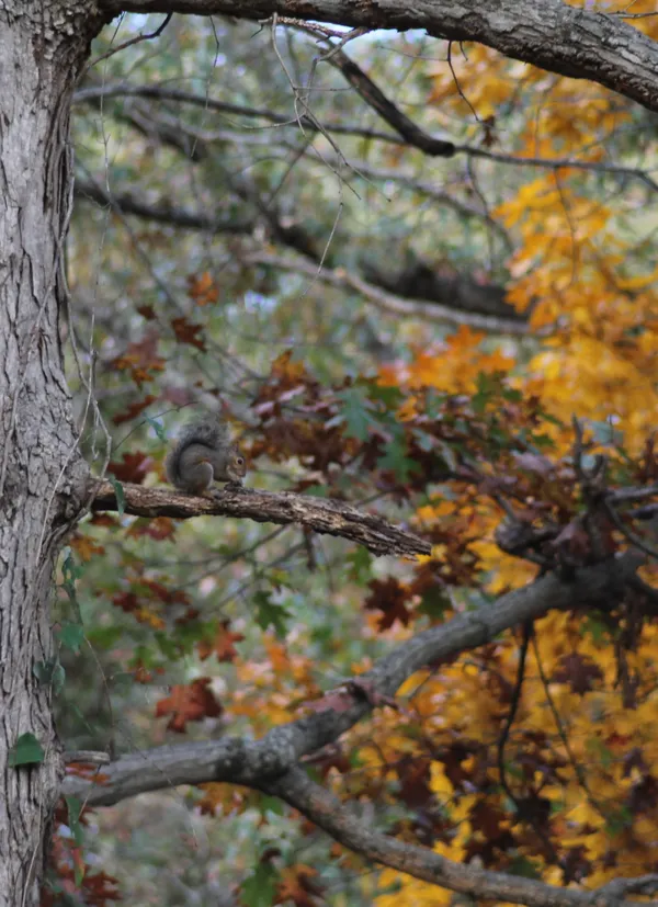 Grey Squirrel Having Dinner in Oak Tree thumbnail