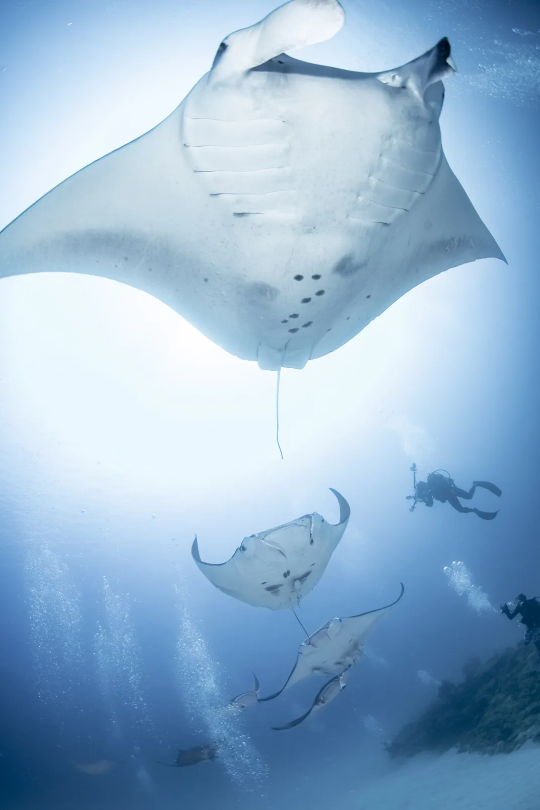 a squadron of manta rays