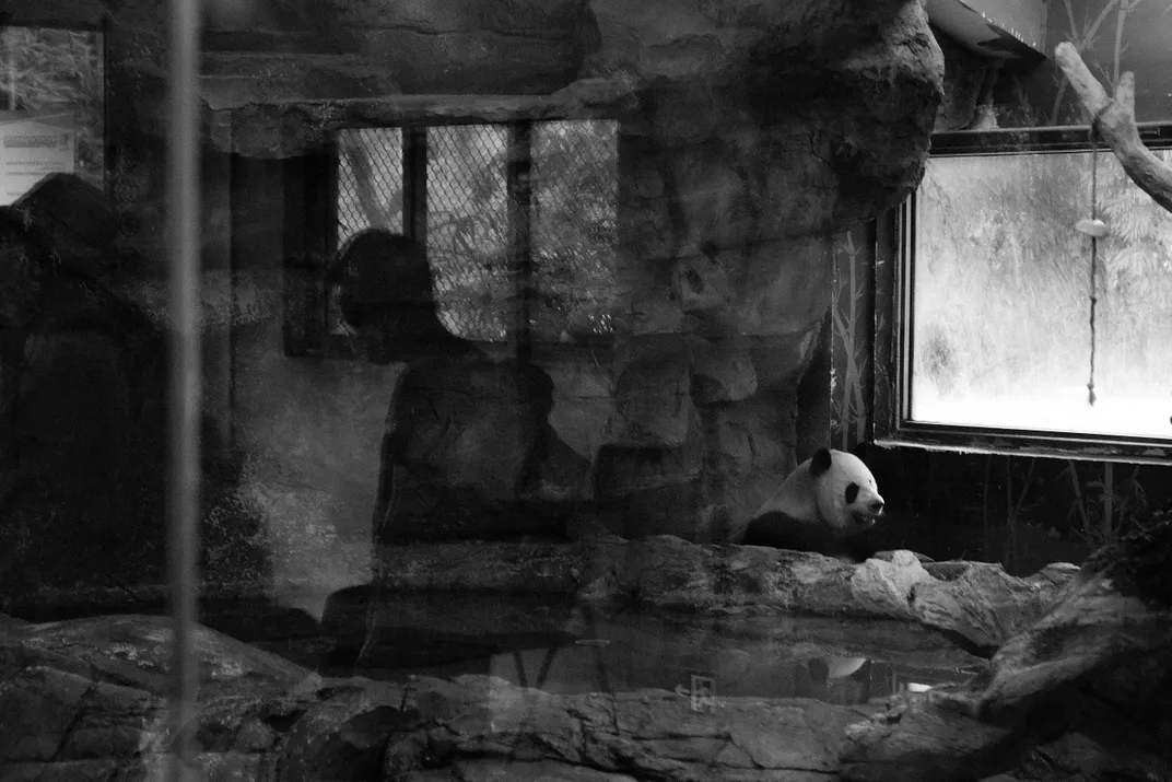 Visitors watch panda in an enclosure