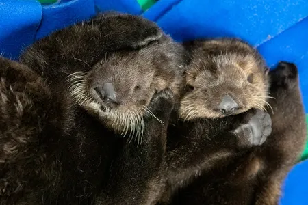 Too cute to be nameless. 