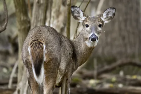 Though current variants don&#39;t appear to jump from deer to humans, monitoring how the virus spreads through deer populations could be critical for public health.