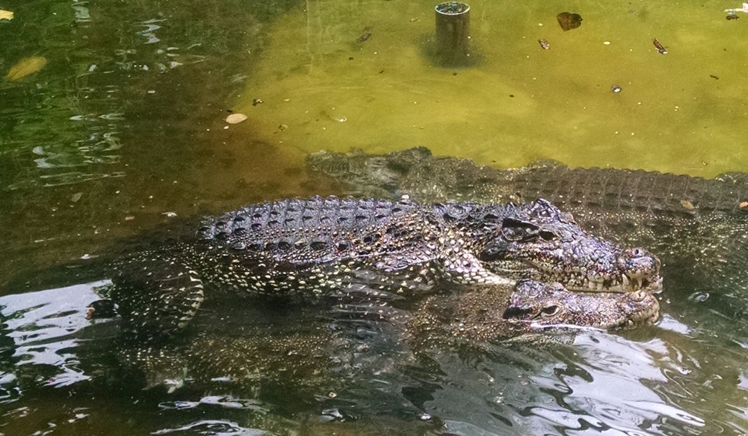 Forced Closer to Humans, Crocodiles Face Their Greatest Existential Threat