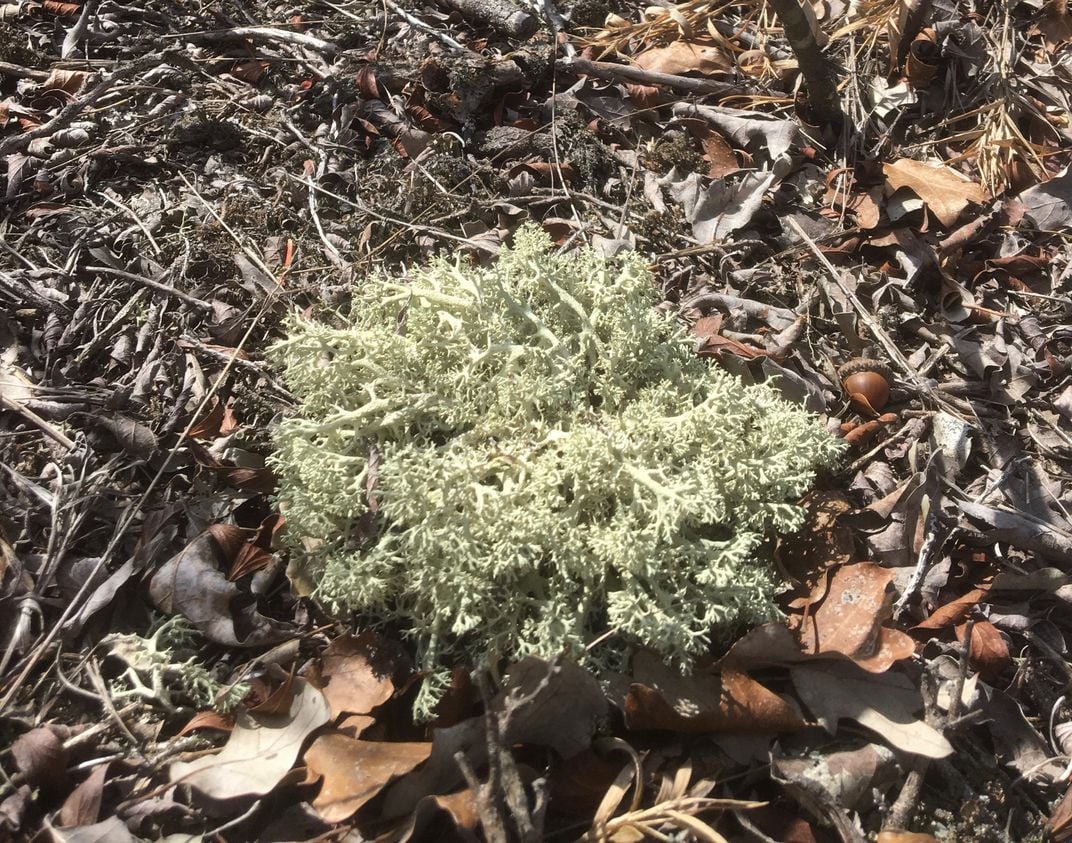 On the Hunt for Unloved, Unstudied, Yet Super Important Lichen