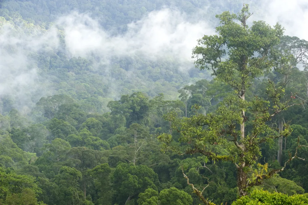 rainforests