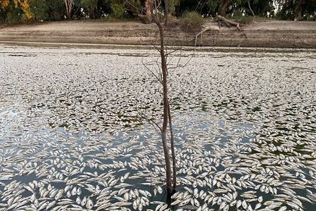 Dead fish in the&nbsp;Darling-Baaka river