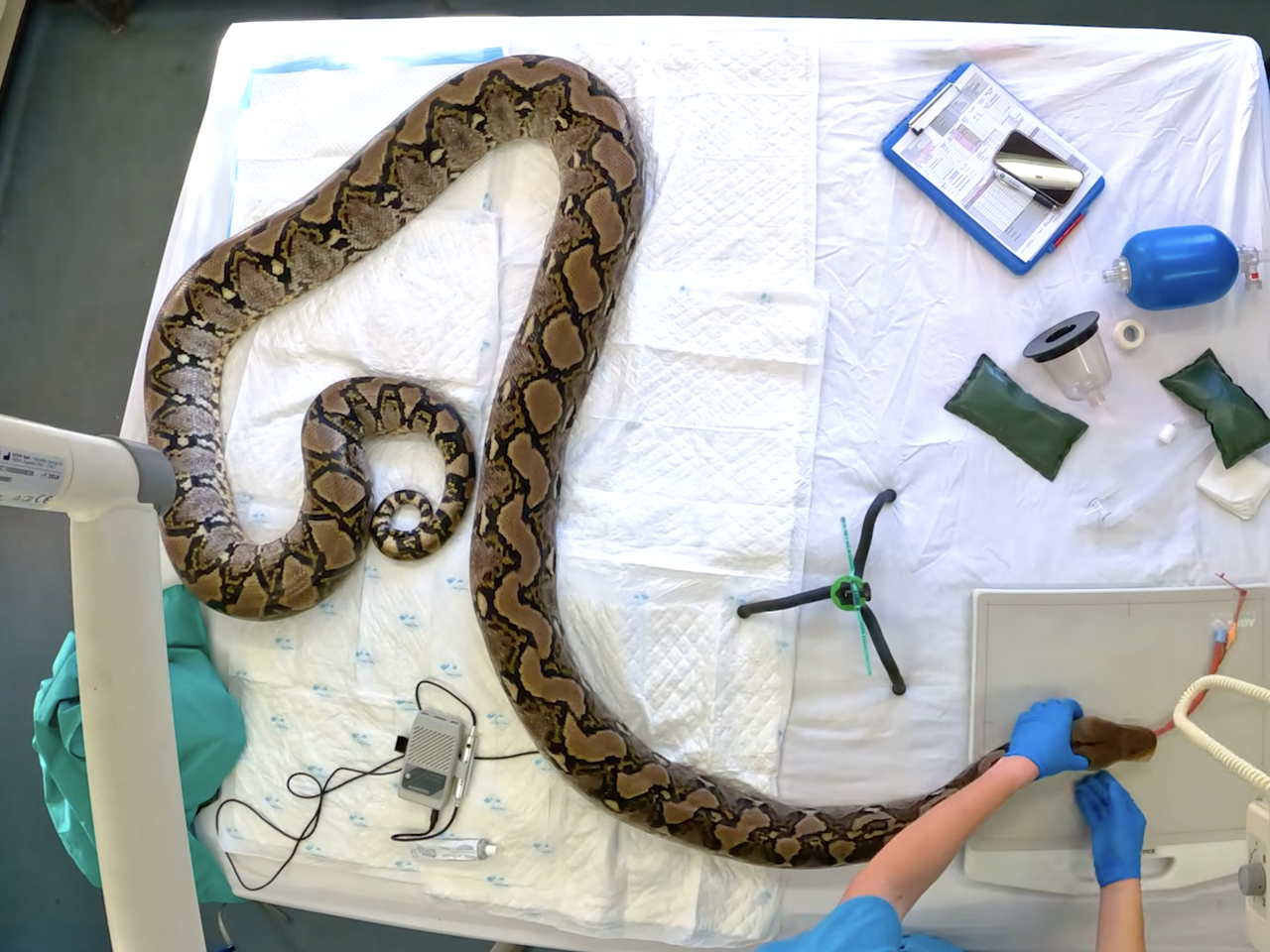 This 15-Foot Python Is the First Known Snake to Receive