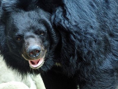 An Asiatic black bear, also known as a moon bear