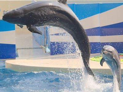 A false killer whale and a bottlenose dolphin hanging out at a zoo in Japan.