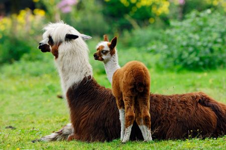 A pair of fuzzy alpaca.