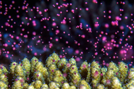 Many animals like corals release eggs and sperm into the water on just the right nights of the month.