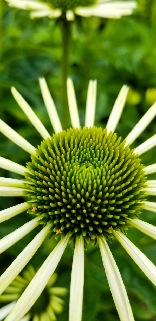 Young Echinacea thumbnail