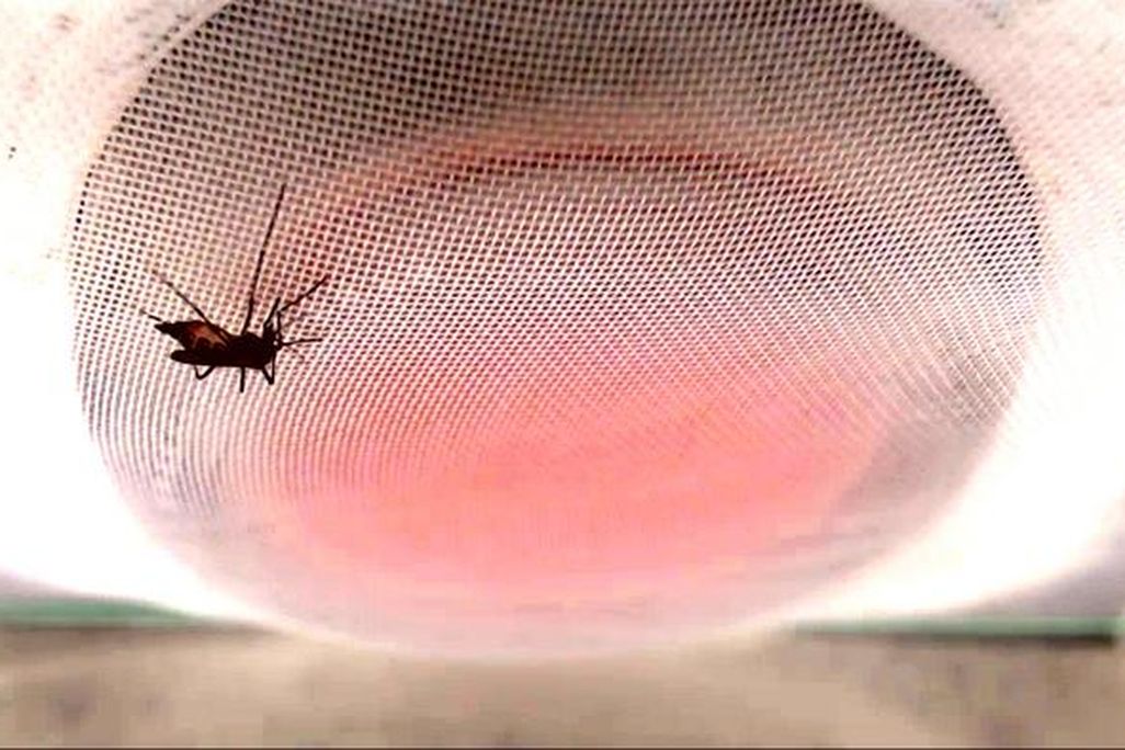 a mosquito on a bag of blood