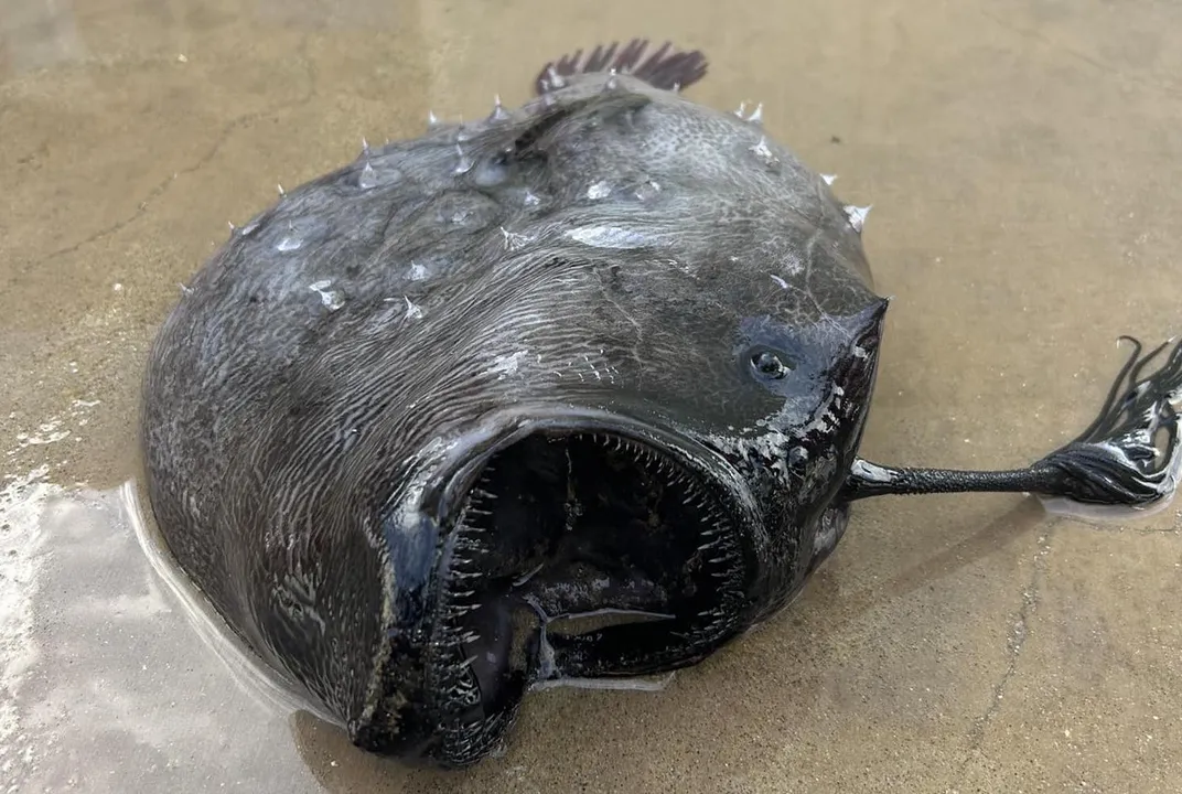 Rare Deep-Sea Anglerfish Washes Up on a California Beach, Smart News