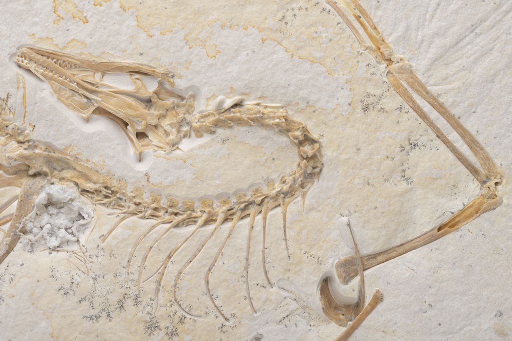 the head, neck and wing of archaeopteryx