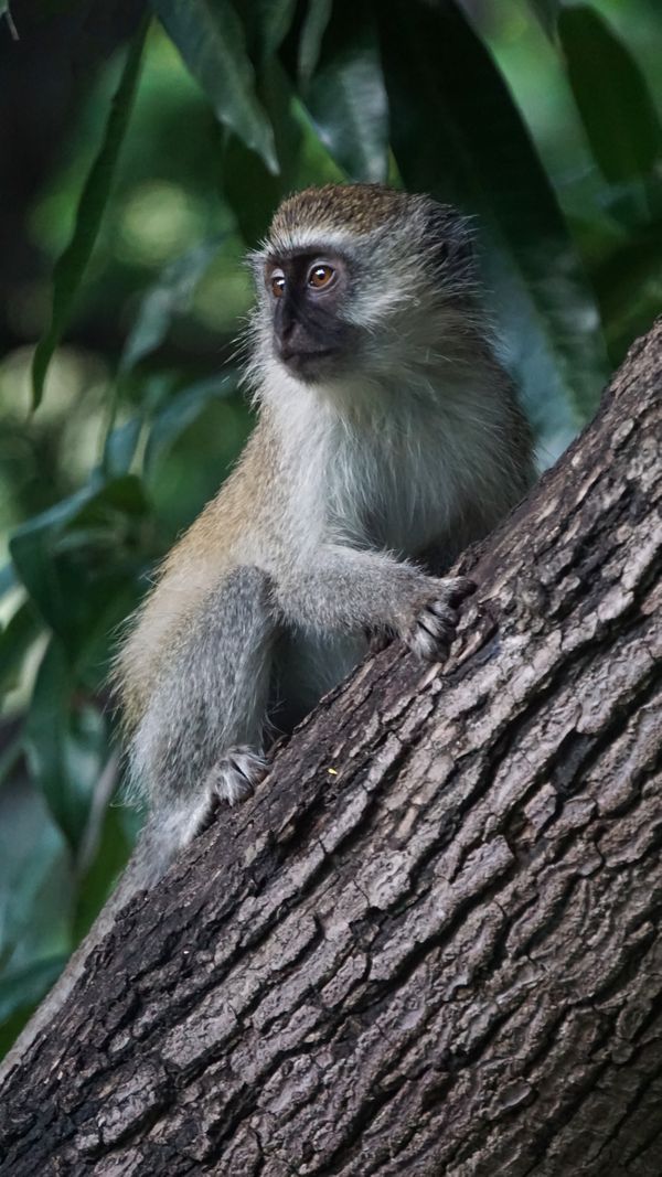 Young vervet monkey on tree brench thumbnail