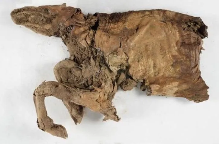 Gold Miners Unearth 50,000-Year-Old Caribou Calf, Wolf Pup From Canadian Permafrost